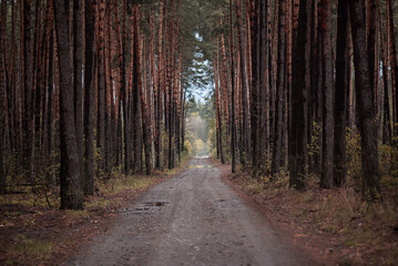 Dark moody forest
