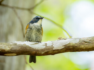 森の中で静かに枝に留まっているルリビタキの雄