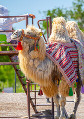 Bactrian camel on the background of historical places in Central Asia. A beautiful, elegant and harnessed camel for tourists to ride.