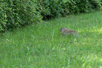 Kaninchen im Garten