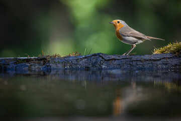 Bird Robin Erithacus rubecula, small bird in forest puddle, spring time in Poland Europe