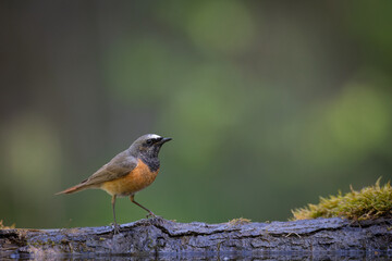 Bird Redstart Phoenicurus phoenicurus small bird on green background spring time bird drinking water on forest pond