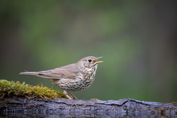 Bird - Song Trush Turdus philomelos in the forrest waterhole amazing warm light sunset sundown