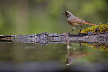 Bird Redstart Phoenicurus phoenicurus small bird on green background spring time bird drinking water on forest pond