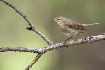 Small bird - Willow warbler Phylloscopus trochilus perched on tree, spring time	