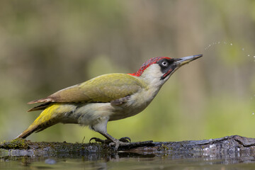 Bird - Green woodpecker Picus viridis on forest pond, bird drinking water, wildlife Poland Europe