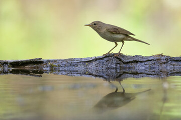 Small bird - Willow warbler Phylloscopus trochilus perched on tree, spring time	