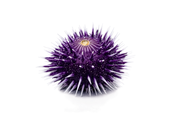 Close-up of a purple sea urchin isolated on a white background, showing its distinctive spines and patterns