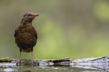 female Blackbird Turdus merula on the forest puddle amazing warm light sunset sundown