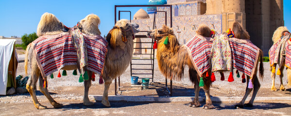 Bactrian camels against the background of the Mausoleum of Khoja Ahmed Yasawi in Turkestan. A...