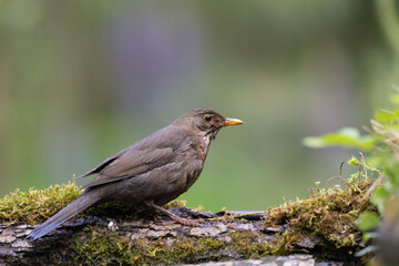 female Blackbird Turdus merula on the forest puddle amazing warm light sunset sundown