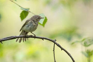 Small bird - Willow warbler Phylloscopus trochilus perched on tree, spring time	