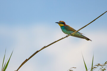 (Merops apiaster) standing near the nest.