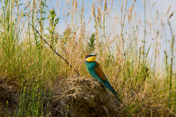(Merops apiaster) standing near the nest.