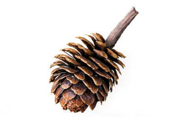 A single pine cone with its stem attached, photographed against a white background with clear details