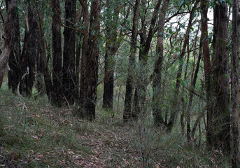 Obraz premium scenic shots of lush forest in Australia