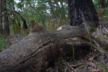 scenic shots of lush forest in Australia