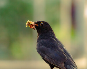 Amsel