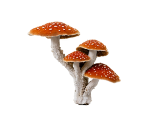 A cluster of red-capped, white-dotted wild mushrooms isolated on white background suggesting natural growth