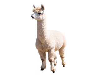 An adorable beige alpaca with a soft woolly coat stands isolated against a white background displaying its cute appearance