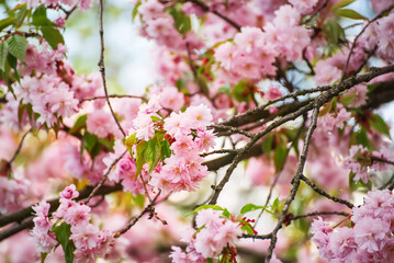 Sakura flowers blooming, spring seasonal Easter background