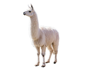 Obraz premium A white llama with a thick, fluffy fur standing isolated on a white background exuding elegance and calmness