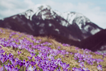 Dolina Chocholowska with blossoming purple crocuses or saffron flowers,Tatra mountains, Poland. © Roxana