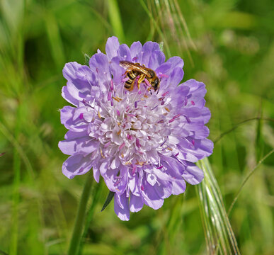Gelbbindige Furchenbiene an Acker-Witwenblume; Knautia arvensis; field scabiosa; gipsy rose