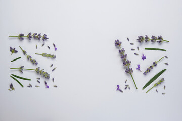 Lavender flowers and leaves creative frame on white background. Floral composition. Healthy eating and alternative medicine concept. Top view, flat lay. Space for text. 