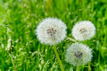  White caps of ripe dandelions against a background of green lawn.                              