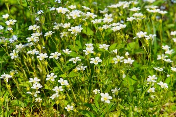 Fototapeta premium Blooming moss with white flowers on an alpine slide in summer. 