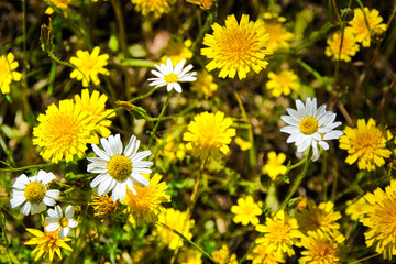 Detail of a field with daisy and dandelion flowers (taraxacum officinale).