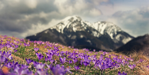 Dolina Chocholowska with blossoming purple crocuses or saffron flowers,Tatra mountains, Poland. © Roxana