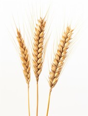 Three wheat stalks standing upright on a white background