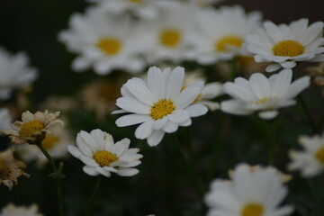 Nahaufnahme von vielen kleinen Blumen-Unschuld in Blütenform