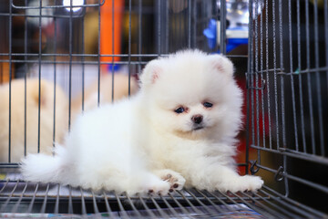 Puppy in a cage for selling in the pet market,People buying pets from pet store.