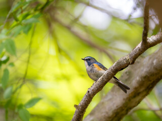 森の中で静かに枝に留まっているルリビタキの雄