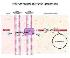 Transport of pyruvate into the mitochondria
