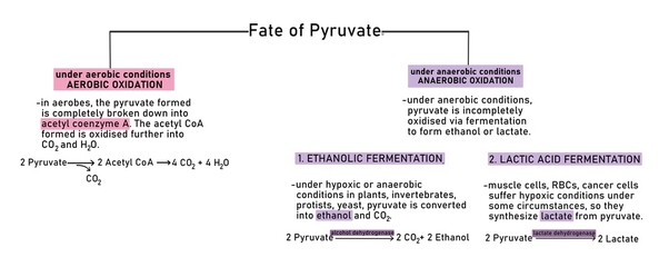 The two pyruvate molecules formed at the end of glycolysis can be aerobically or anaerobically broken down into acetyl coenzyme A (aerobic fermentation) into lactate (via anaerobic fermentation)
