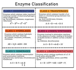 Enzymes are classified into 6 classes- oxidoreductases, transferases, hydrolases, lyases, isomerases and ligases.
