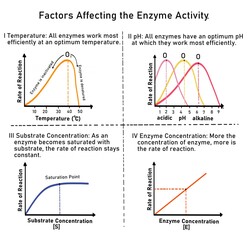 Factors Affecting the activity of enzymes: temperature, substrate concentration, pH and enzyme concentration
