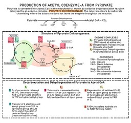Pyruvate is converted into Acetyl CoA in the mitochondrial matrix by oxidative decarboxylation reaction catalysed by an enzyme complex- PYRUVATE DEHYDROGENASE. The catalysis occurs by substrate channe