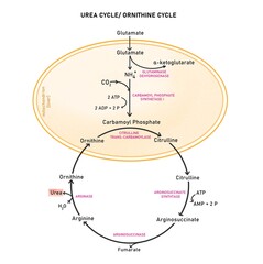 The urea cycle, also known as the ornithine cycle, is a metabolic pathway that converts toxic ammonia, which is produced during the breakdown of proteins, into urea.
