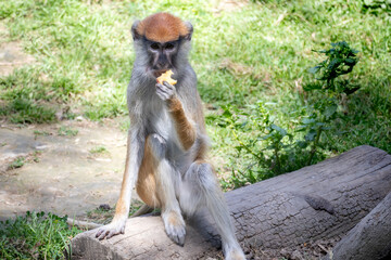 the monkey takes a snack break sitting on a log as a bench