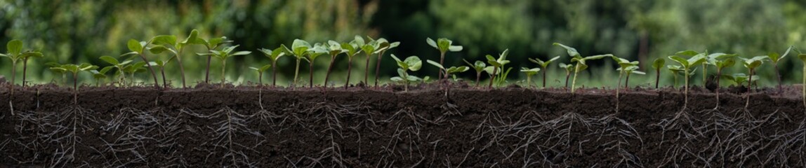 Young sunflower plants with roots