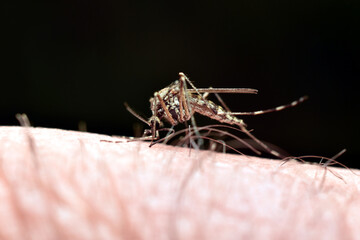 A mosquito drinks human blood.