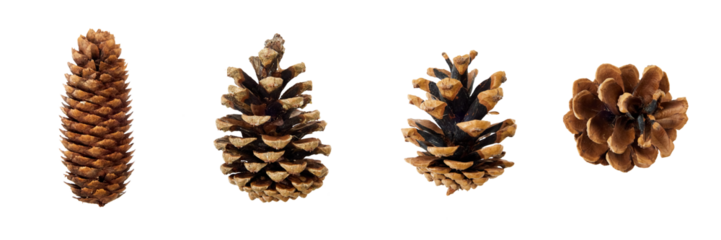 set of pine cones isolated on white or transparent PNG