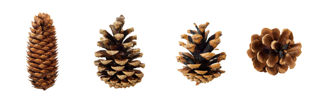 set of pine cones isolated on white or transparent PNG