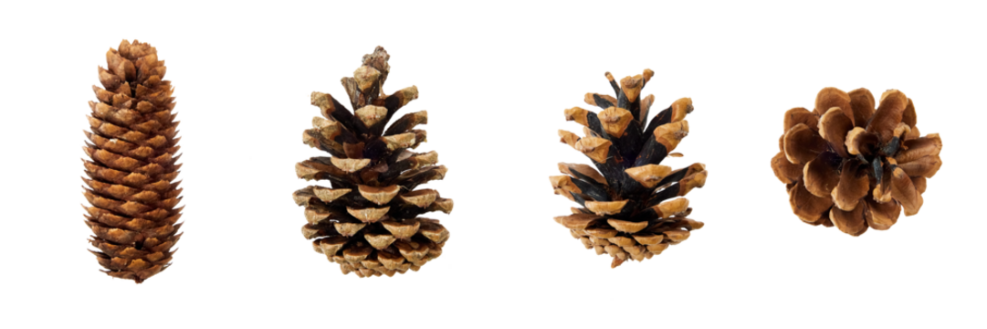 set of pine cones isolated on white or transparent PNG