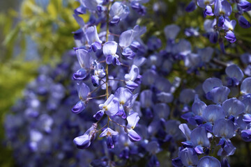 Blooming wisteria